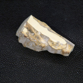 Mammut-Abschnitt ca. 20mm dick