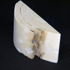 Mammut-Abschnitt ca. 55x74x27mm