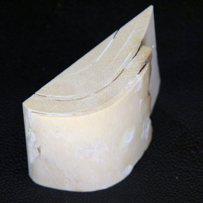 Mammut-Abschnitt ca. 55x74x27mm