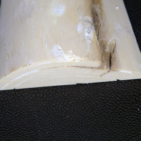 Mammut-Abschnitt ca. 55x74x27mm