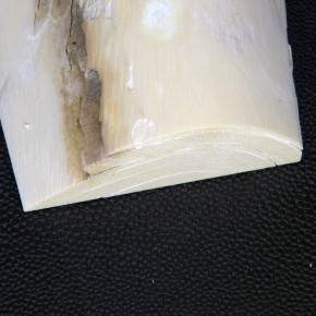 Mammut-Abschnitt ca. 55x74x27mm