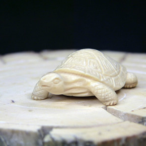 Schildkröte mit schönem Panzer