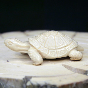 Schildkröte mit schönem Panzer