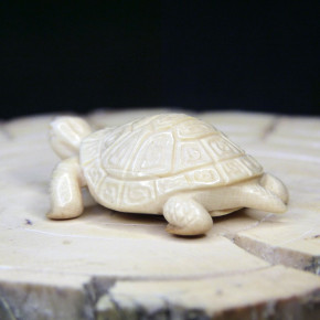 Schildkröte mit schönem Panzer