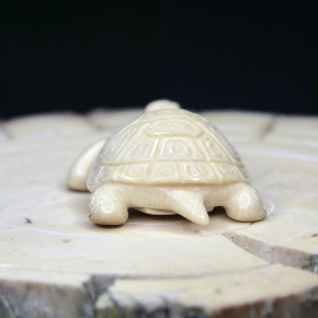 Schildkröte mit schönem Panzer