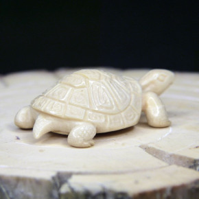 Schildkröte mit schönem Panzer