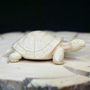 Schildkröte mit schönem Panzer