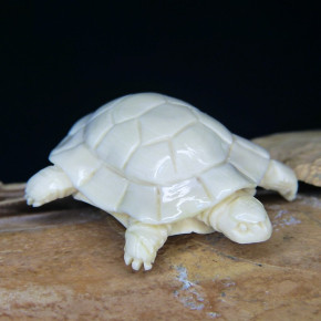 kleine Schildkröte aus Mammut