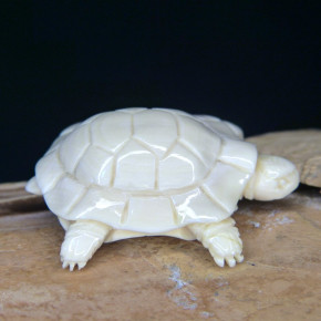 kleine Schildkröte aus Mammut