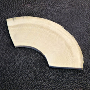 Mammut-Querschnitt mit feinem Riss ca.88 x 33 x 4-7mm