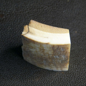 Mammut-Abschnitt mit brauner Färbung ca.39 x 34 x 14 - 17mm