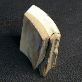 Mammut-Abschnitt mit brauner Färbung ca.39 x 34 x 14 - 17mm