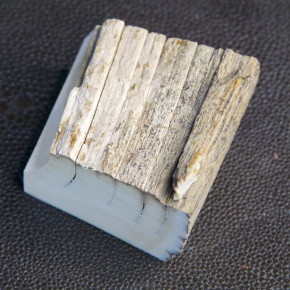 Mammut-Abschnitt mit Rinde ca. 40 x 40 x 24mm