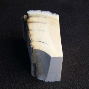 Mammut-Abschnitt mit Rinde ca. 40 x 40 x 24mm