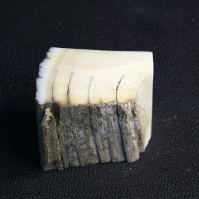 Mammut-Abschnitt mit Rinde ca. 40 x 40 x 24mm