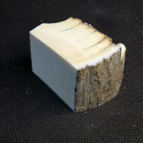 Mammut-Abschnitt mit Rinde ca. 40 x 40 x 24mm