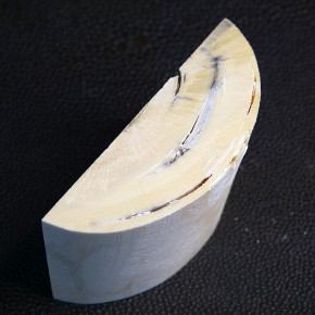 Abschnitt vom Mammutzahn mit diversen Rissbildungen ca. 60 x 37 x 19-23mm