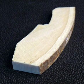 Mammut-Querschnitt mit Rinde ca. 65 x 25 x 11 - 7mm