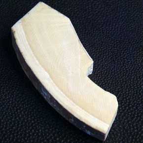 Mammut-Querschnitt mit Rinde ca. 65 x 25 x 11 - 7mm