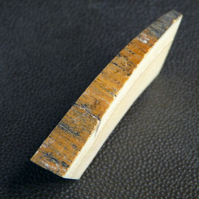 Mammut-Querschnitt mit Rinde ca. 65 x 23 x 10 - 2,6mm