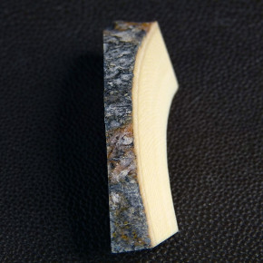 Mammut-Bogenstück ca. 62 x 18 x 13 - 6mm rissfrei