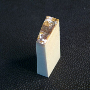 Mammut-Querschnitt ca. 49 x 18 x 10,5 - 6mm