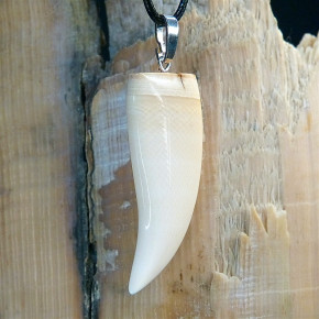 Zahn/-Krallenanhänger aus Mammut