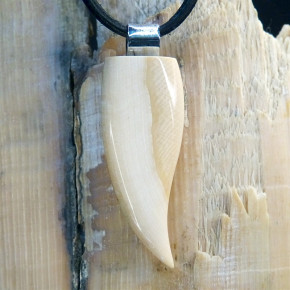 Zahn/-Krallenanhänger mit breitem Zahnschmelz